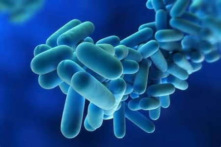 bacterias | Water Services and Treatment